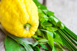 Symbols of Sukkot Lulav Etrog Palm Myrtle Willow